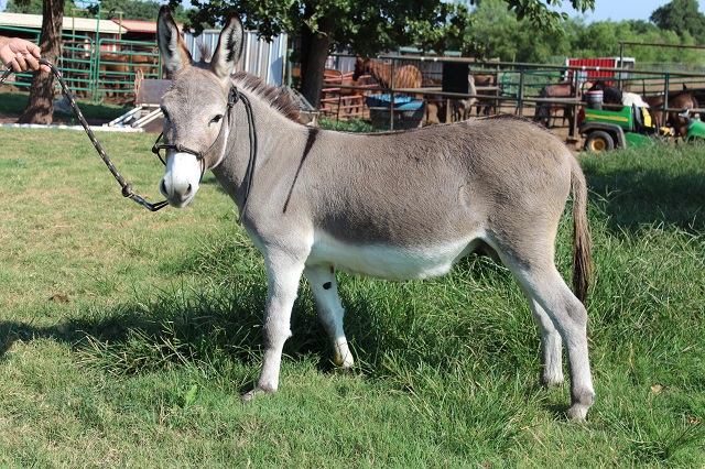 Sage the Donkey